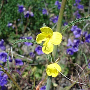 camissonia californica